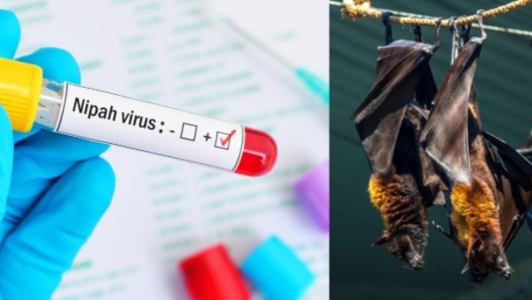 New Covid-Like Virus Spread By Bats Discovered In Brazil