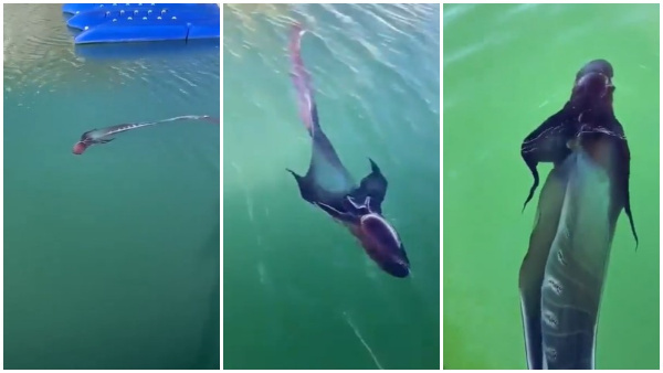 Rare Blanket Octopus Spotted On Sea Video Goes Viral Rare Blanket Octopus Spotted On Sea Video Goes Viral