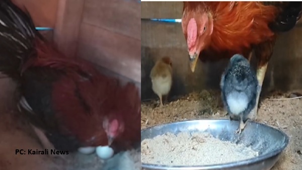 Cock Hatched Chicks Cock Hatched Chicks