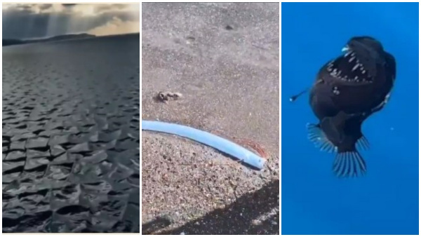 Viral Video Of Massive Square Waves Doomsday Fish And Sea Devil Internet Divided