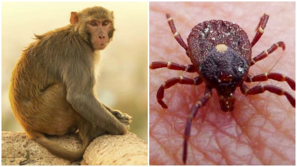 Kyasanur Forest Disease Spreading In Karnataka