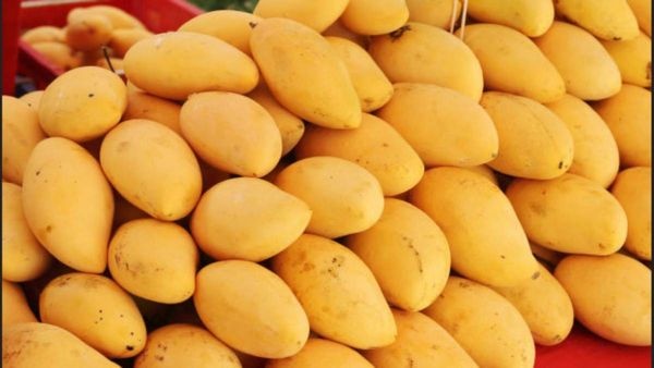 Mangoes are now processed in dozens of ways including making them into fruit through chemical processes adding chemicals to them to keep them from spoiling too quickly and using chemicals to make them red and orange in color