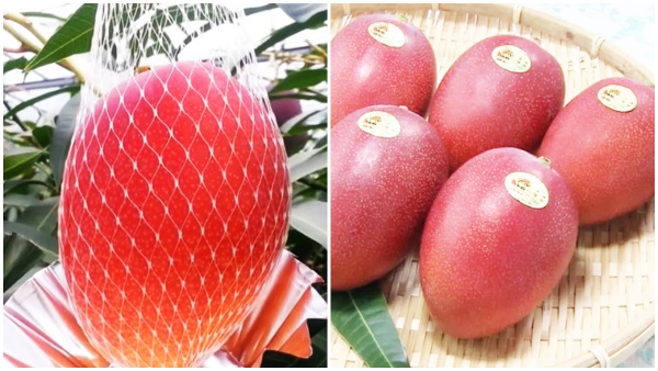 Rare Japanese Mango Costs More Than Diamonds Do You Know Why