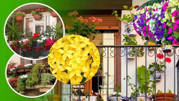 balcony plants june to yearlong bloom