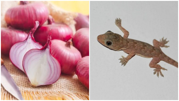 Try These Humane Tips To Deter Lizards Without Harming Them