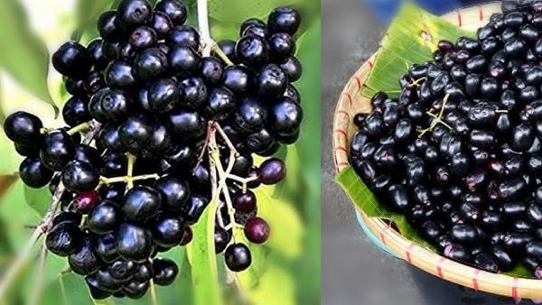 Jamun tree Fruit