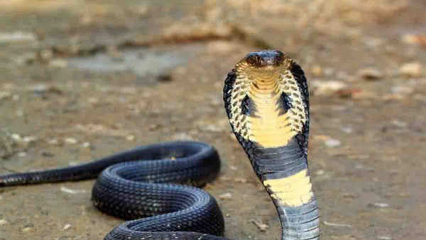 Home Tips How To Keep Snakes Away From Home In Monsoon