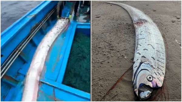 Rare Doomsday Fish Caught Off Tamil Nadu Coast What It Means