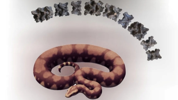 Vasuki Indicus World s Largest Snake