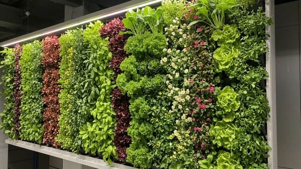 Vertical Gardening Tips For Monsoon