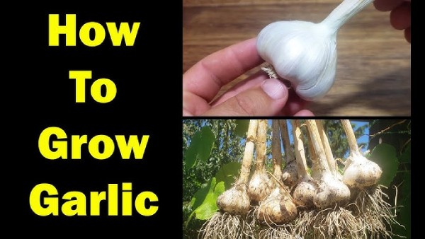 garlic