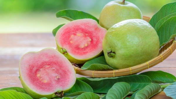 Guava Fruit Benefits