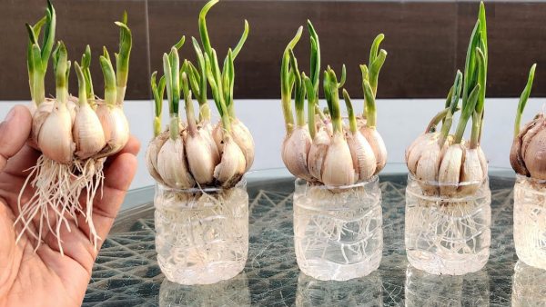 how to grow garlic