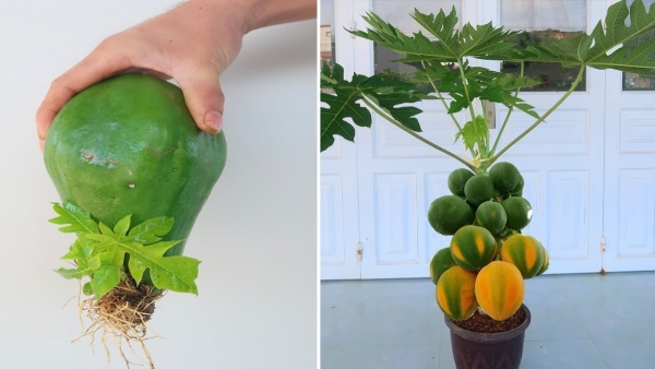 How To Grow Papaya