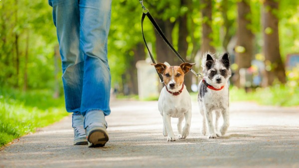 pet walking