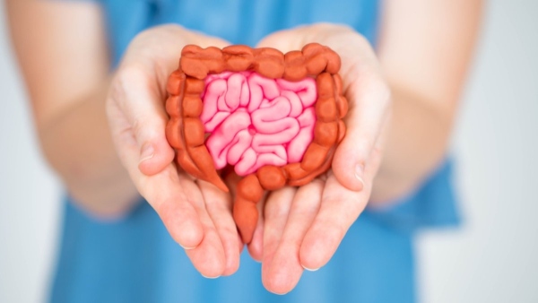 prebiotic foods for Gut Health