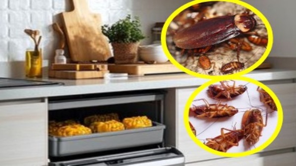 Say Goodbye To Cockroaches A Simple Yet Effective Home Remedy