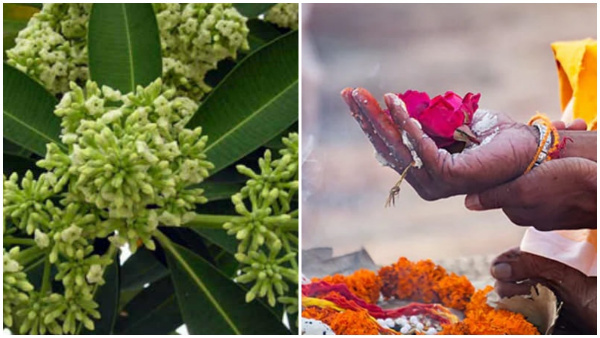 Tulu Nadu Aati Amavasya Why This Aati Kashaya First Priority In Fest