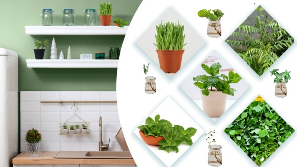 7 HERBS YOU CAN GROW IN THE KITCHEN WITH JUST WATER