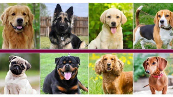 Dog Breeds