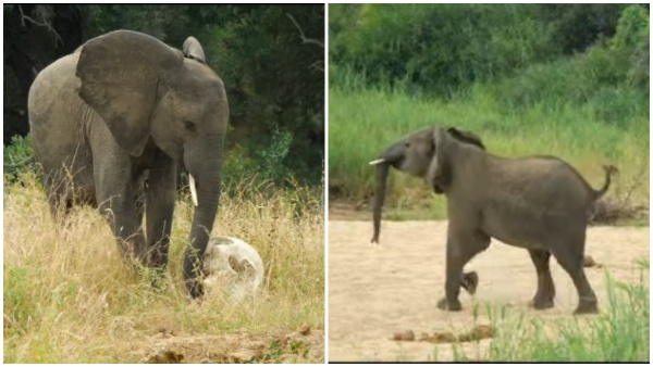 Elephant In Agony After Seeing Skull How They Identify Family Members