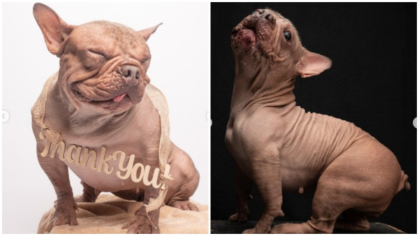 A Hairless Dog Won The Ugliest Dog Contest And A Prize Af Rs 4 3 Lakh