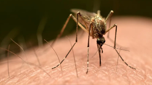 Rainfall Leads To An Increase In Chikungunya Cases In Certain States