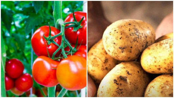 The Humble Potato Owes Its Existence To The Tomato Plant