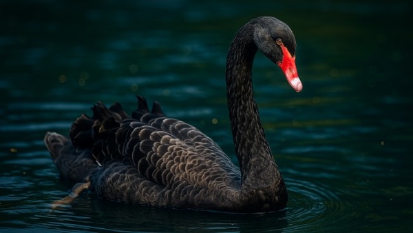 Rowdy Black Swan Removed From UK City Did You Know This Story