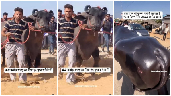 A 23-Crore Buffalo From Haryana Earns 5 Lakh A Month