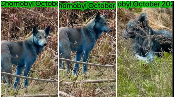 Dogs Turning Blue In This Area Do You Know Where It Is And Why