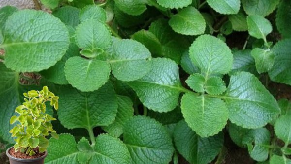 Karpooravalli Leaves Benefits