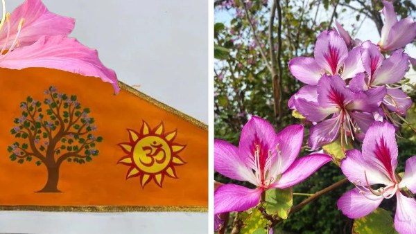 Plant Kovidara Tree at Home