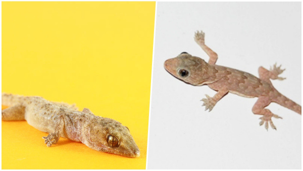 Are House Lizards Really Poisonous What We Know For