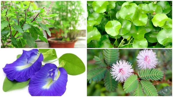 Plant These 4 Plants In The Northeast Direction Vastu Will Bring You Money