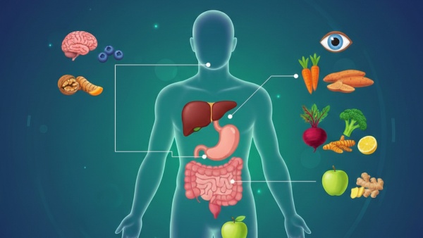 Best Foods for Your Organs Best Foods for Your Organs
