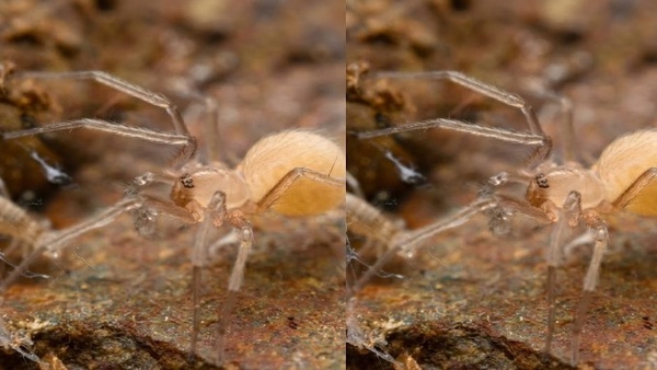 Four New Species Discovered In 2025 Will Make You Surprise