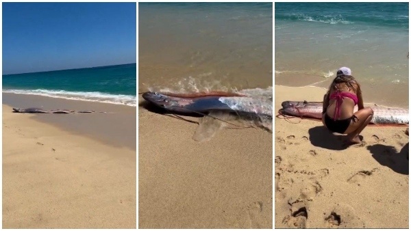 Doomsday Fish Reappears On The Beach Again Doomsday Fish Reappears On The Beach Again