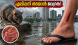 കേരളത്തിലും മുംബൈയിലും കനത്ത മഴ; എലിപ്പനി തടയാൻ ഈ മുൻകരുതലുകൾ അറിഞ്ഞിരിക്കൂ!