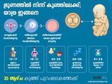  ഭ്രൂണം കുഞ്ഞിലേക്ക് വളര്‍ച്ച ഇങ്ങനെയാണ്