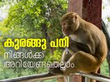 കുരങ്ങു പനി; നിങ്ങള്‍ക്ക് അറിയേണ്ടതെല്ലാം