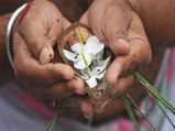 പിതൃപക്ഷം; വീട്ടില്‍ ബലിതര്‍പ്പണത്തിന് ഒരുങ്ങാം