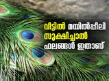 വീട്ടില്‍ മയില്‍പ്പീലി സൂക്ഷിച്ചാല്‍ ഫലങ്ങള്‍ ഇത്‌