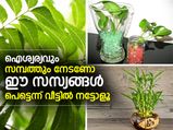 ഈ സസ്യങ്ങള്‍ വീട്ടിലുണ്ടോ? എങ്കില്‍