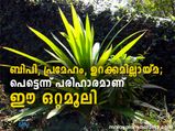  ബിരിയാണിക്കൈത ആയുസ്സിന്റെ കണക്ക്  നീട്ടാന്‍