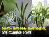 മരണം പതിയിരിക്കുന്നു ഈ ചെടികളില്‍ ;വീട്ടില്‍ വേണ്ട