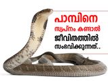 പാമ്പിനെ സ്വപ്‌നം കാണുന്നത് നിസ്സാരമാക്കല്ലേ ..!