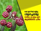 ശരീരം കാക്കും ഈ ഇത്തിരിക്കുഞ്ഞന്‍ പഴം