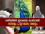 ഭാഗ്യത്തിന്റെ വാഹകരാണ് ഈ പക്ഷികള്‍
