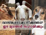 വാസ്തുദോഷം നീക്കണോ? ഈ മൃഗങ്ങളെ വളര്‍ത്തൂ